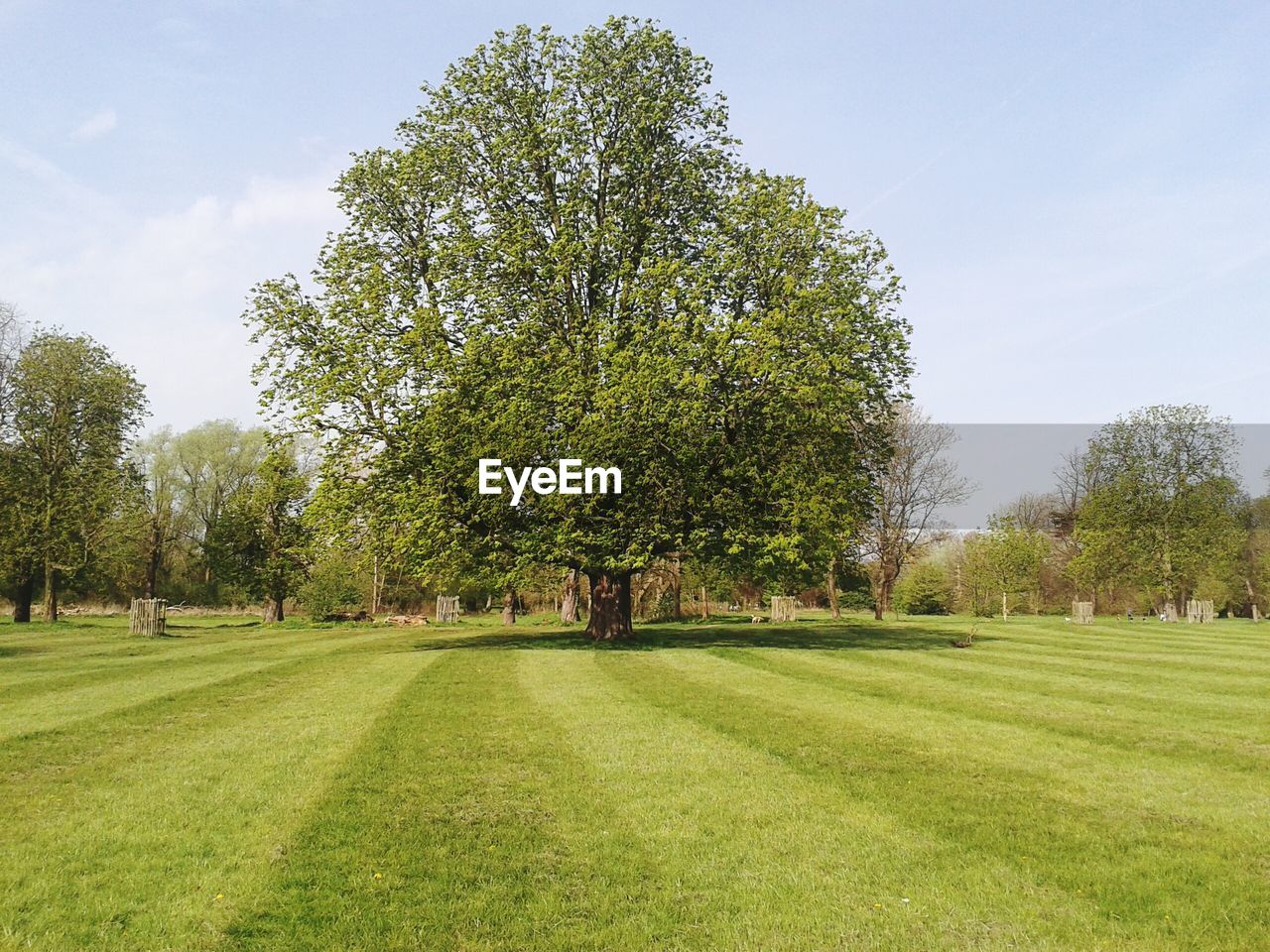 TREES ON GRASSY FIELD