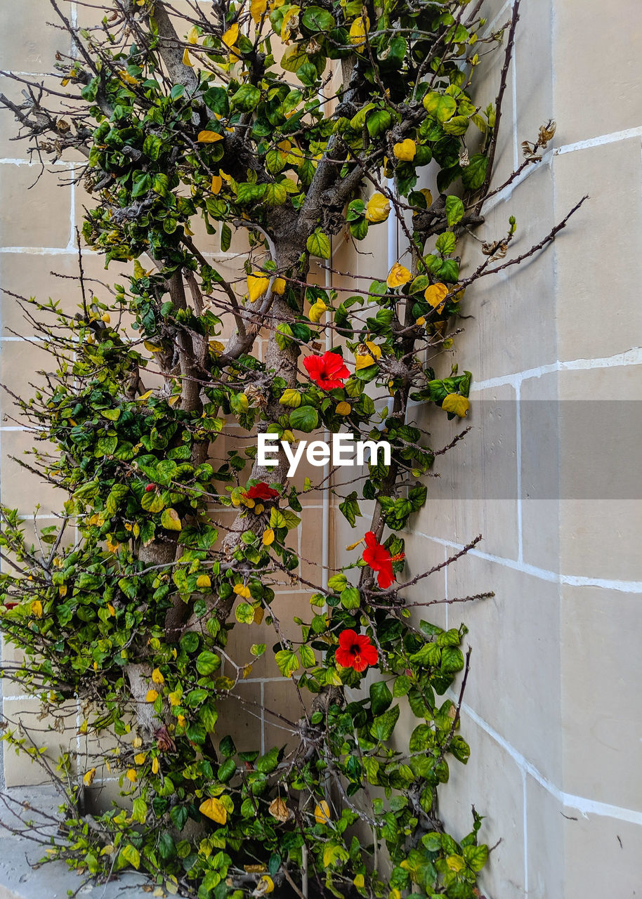 Flower plant growing on brick wall