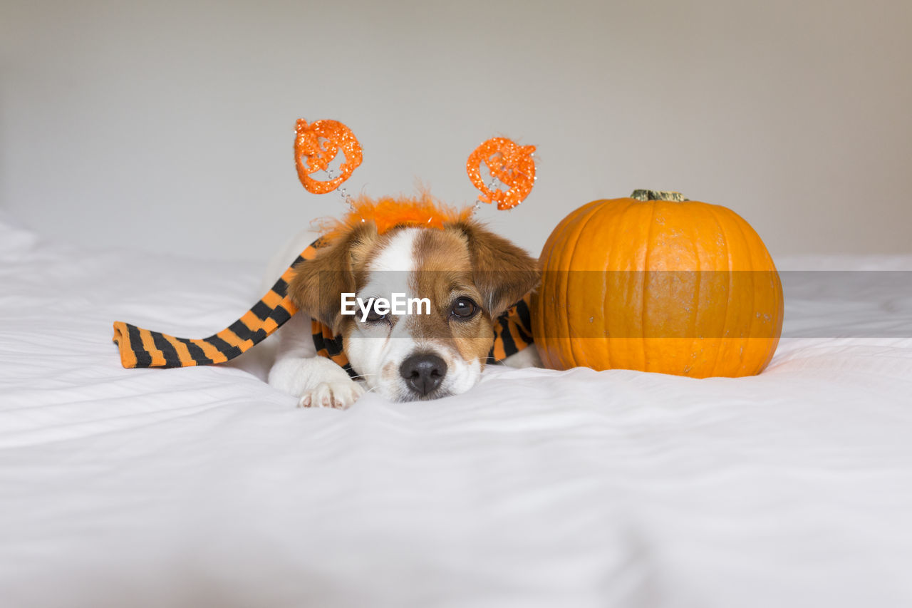 CLOSE-UP PORTRAIT OF A DOG IN THE BACKGROUND