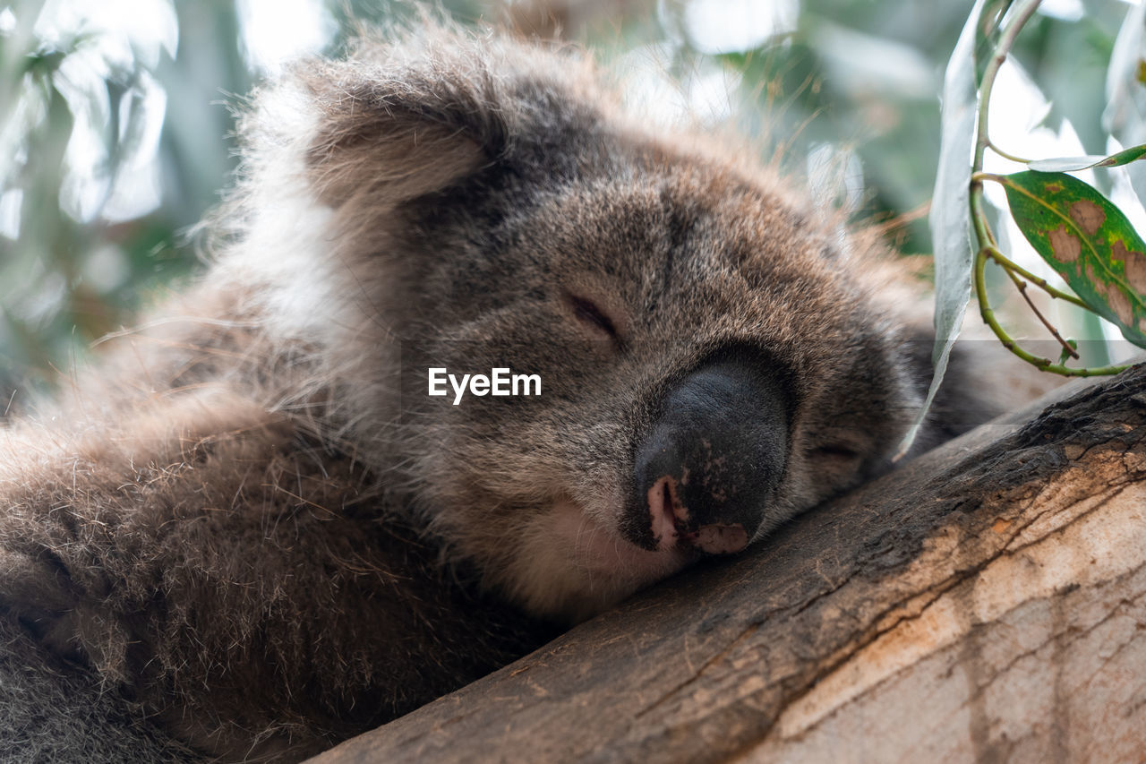 Close up high angle view of australian koala sleeping in tree showing ears nose eyes and claws