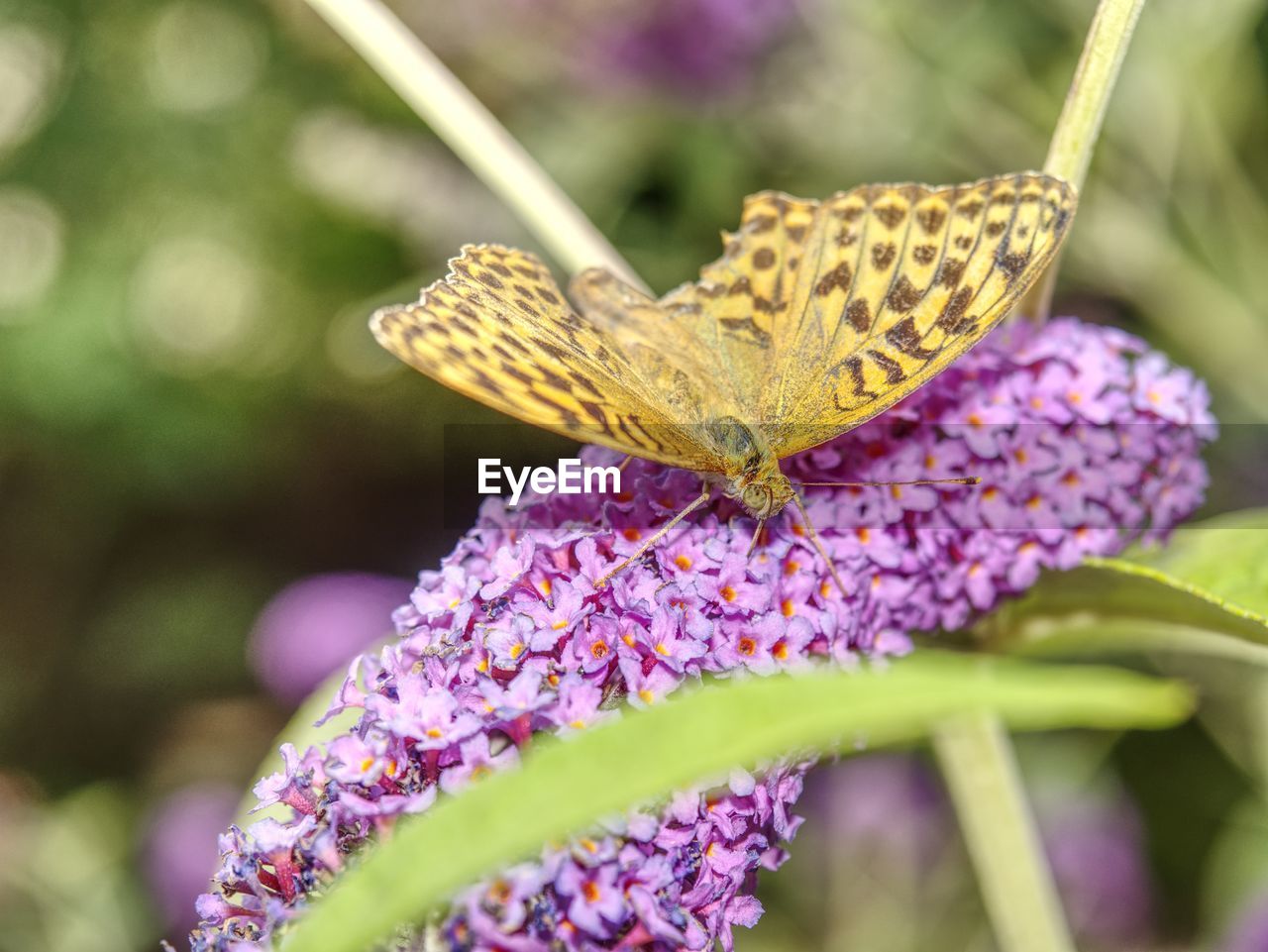 Buddleja davidii, summer lilac, butterfly-bush of flowering plant in family scrophulariaceae