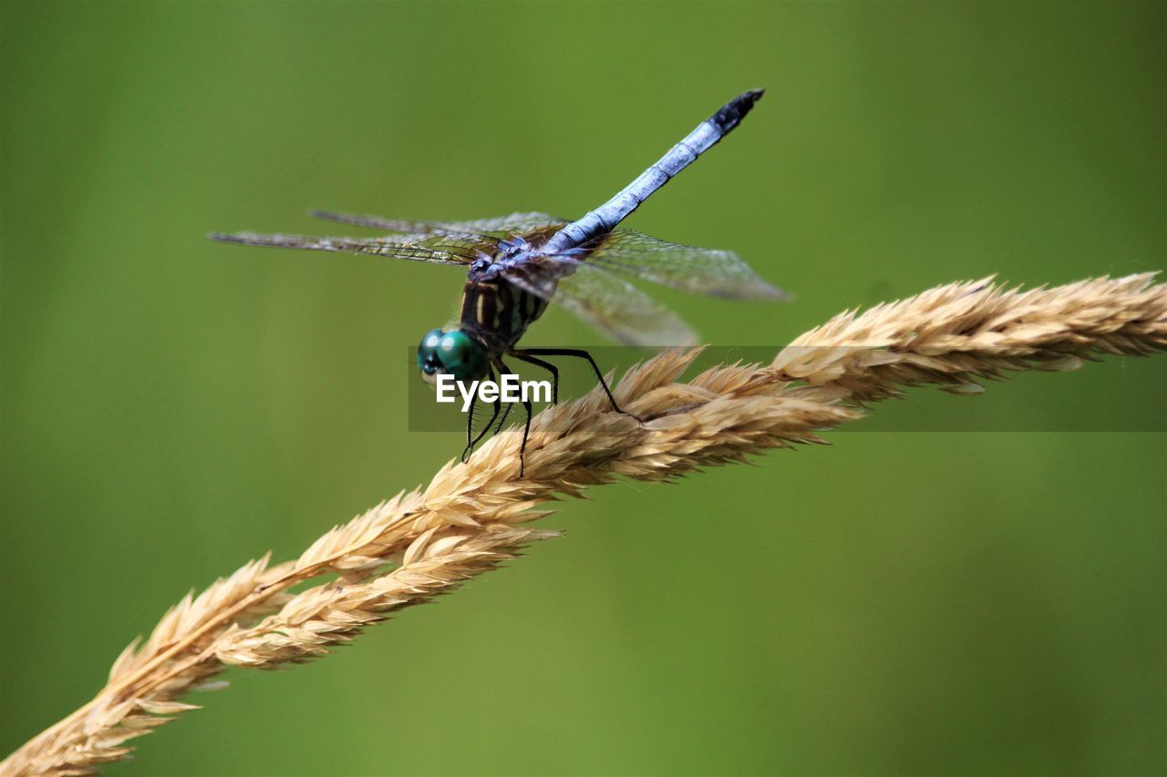 Close-up of dragonfly against blurred background