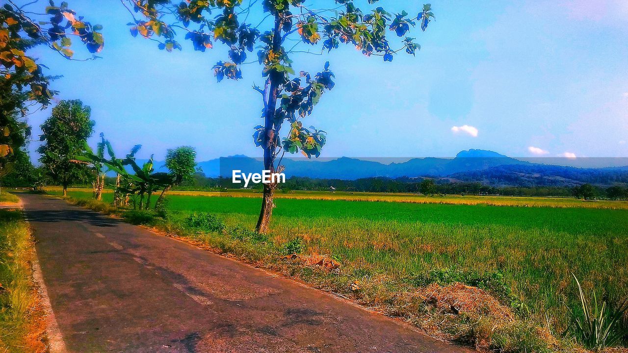 SCENIC VIEW OF LAND AGAINST SKY