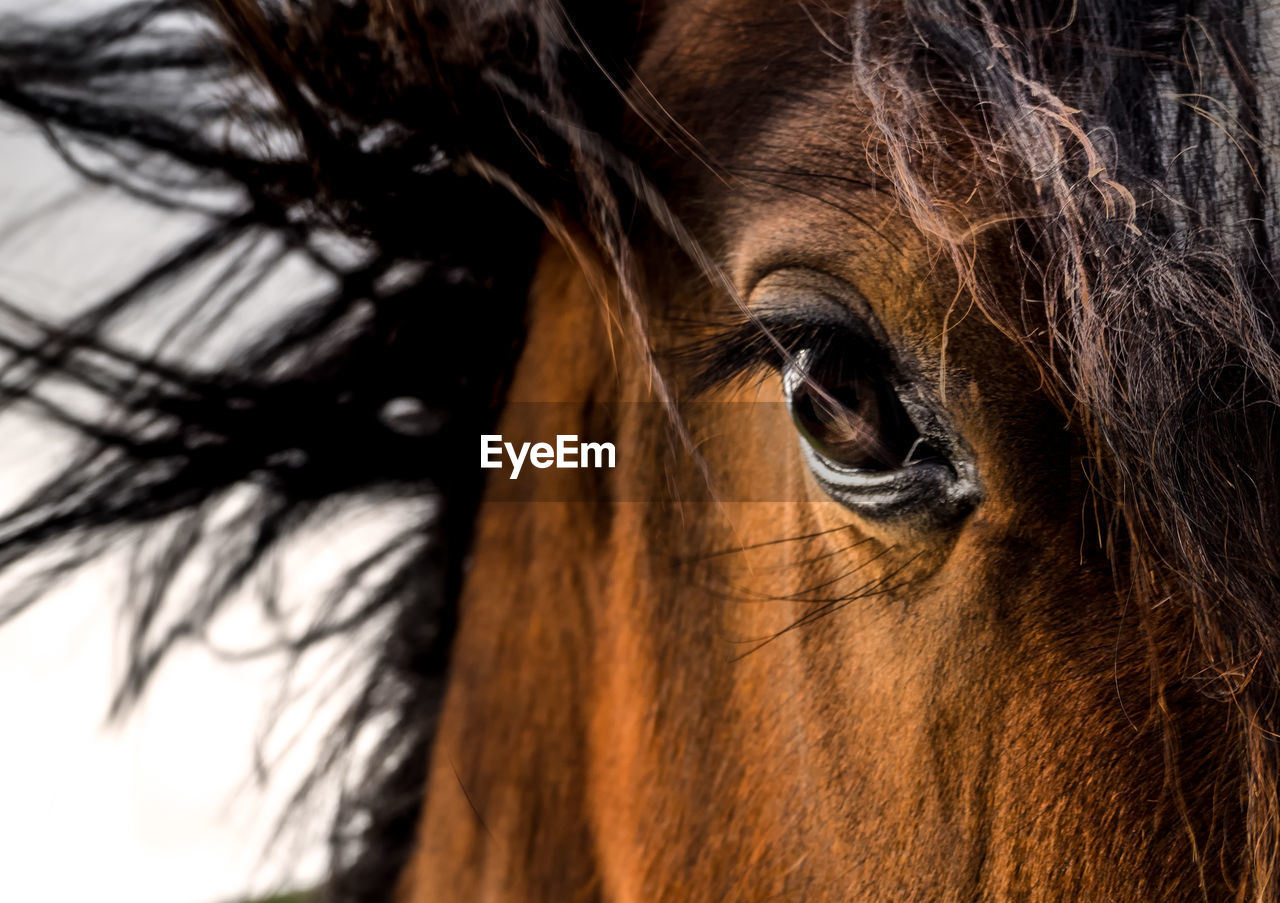 Close-up of the eye of a horse looking at camera