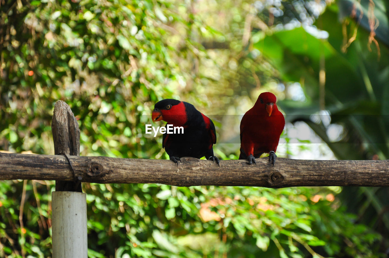 TWO BIRDS PERCHING ON BRANCH