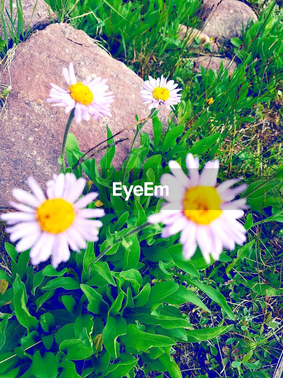 CLOSE-UP OF WHITE DAISY FLOWERS