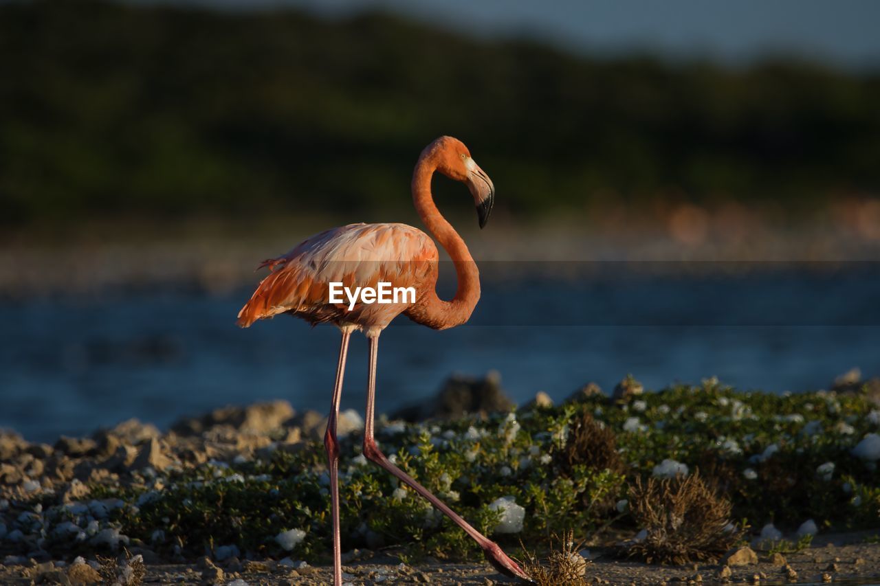 animal themes, animal wildlife, animal, wildlife, bird, water, nature, flamingo, one animal, no people, sea, water bird, travel destinations, beak, focus on foreground, full length, standing, side view, outdoors, day, pink, wetland, beach, beauty in nature, animal body part