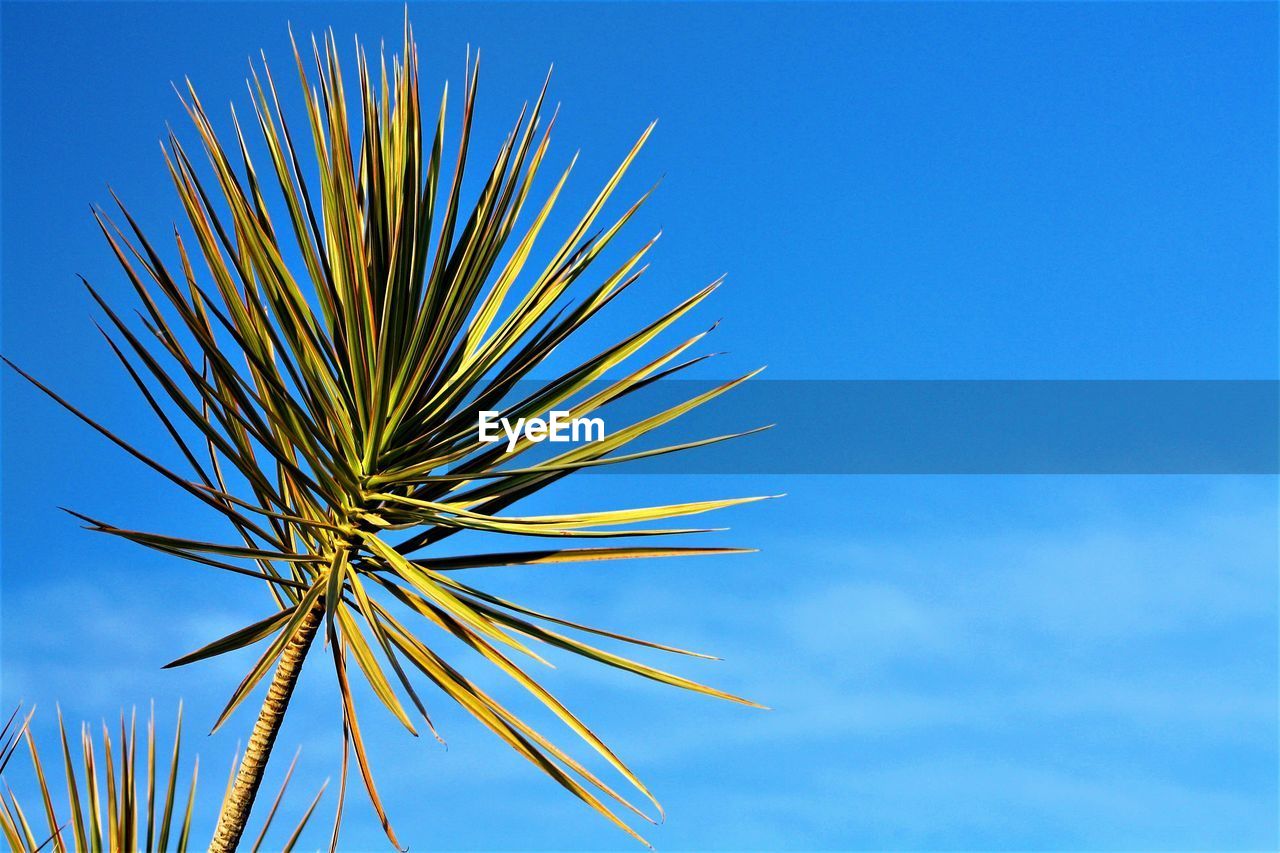 LOW ANGLE VIEW OF PALM TREE AGAINST SKY