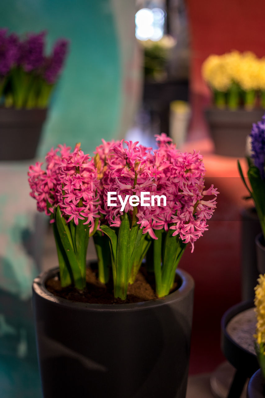 CLOSE-UP OF PINK FLOWERS ON POT