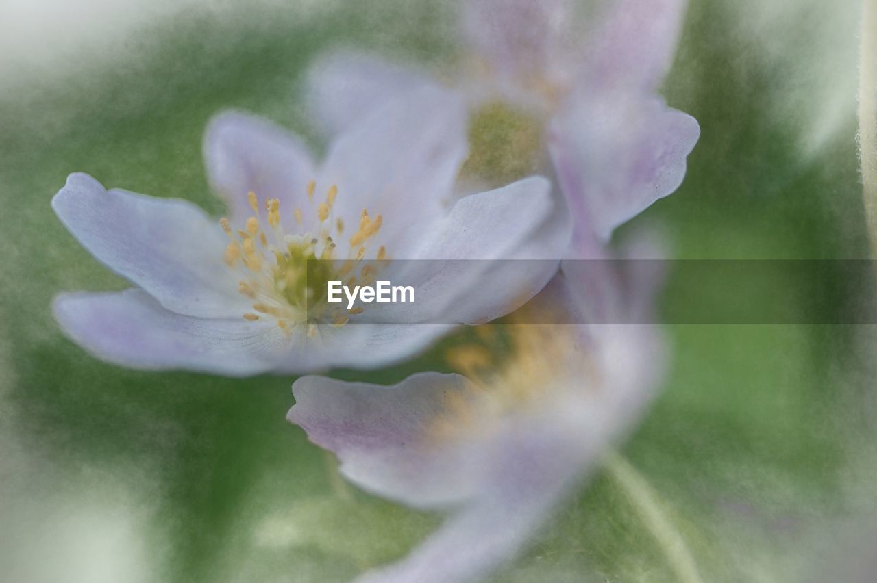 CLOSE-UP OF FRESH PURPLE FLOWER