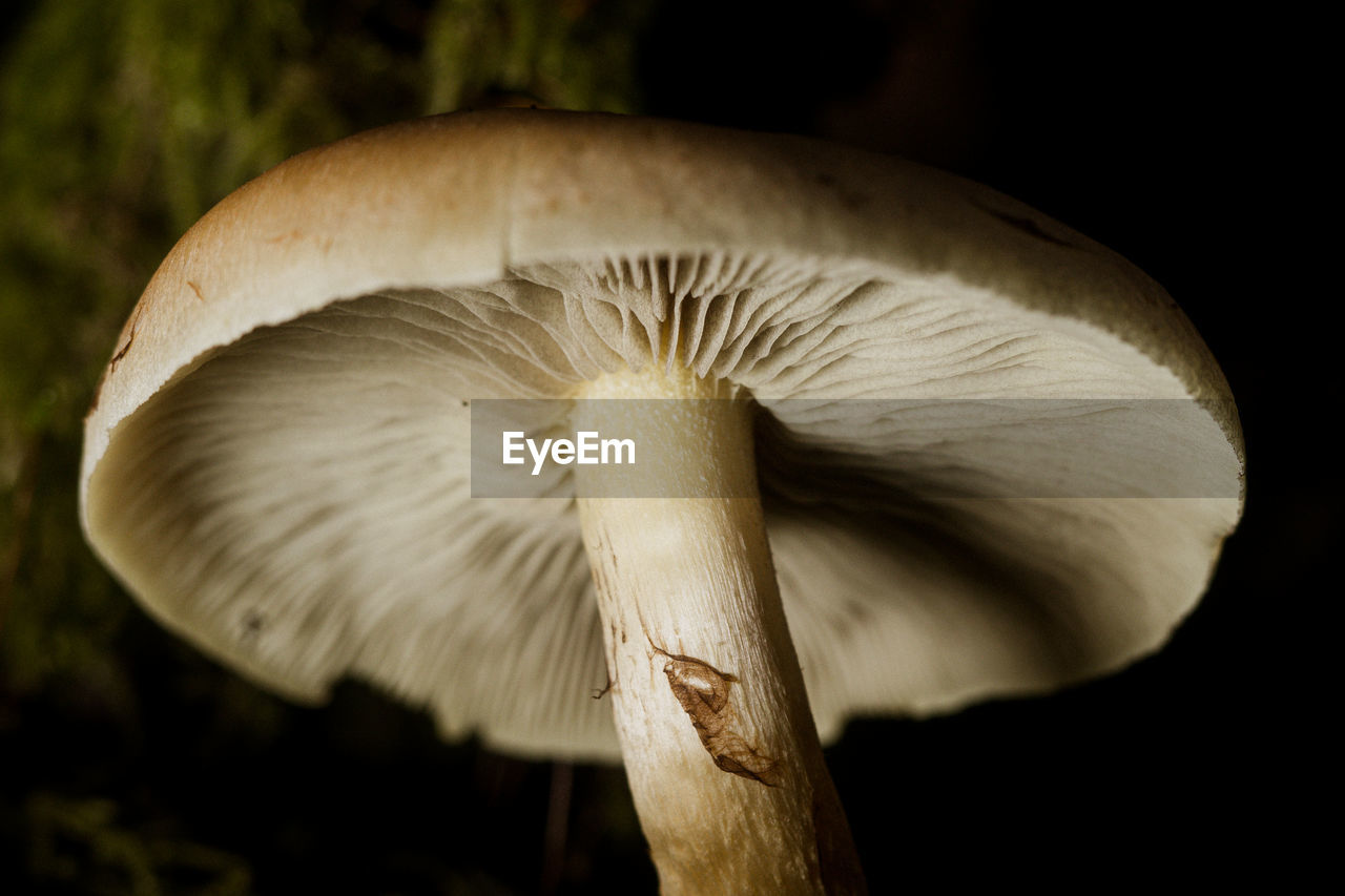 mushroom, fungus, vegetable, food, close-up, macro photography, nature, plant, edible mushroom, growth, oyster mushroom, agaricaceae, forest, agaricus, tree, plant stem, food and drink, no people, toadstool, pleurotus eryngii, freshness, beauty in nature, focus on foreground, fragility, white, land, outdoors