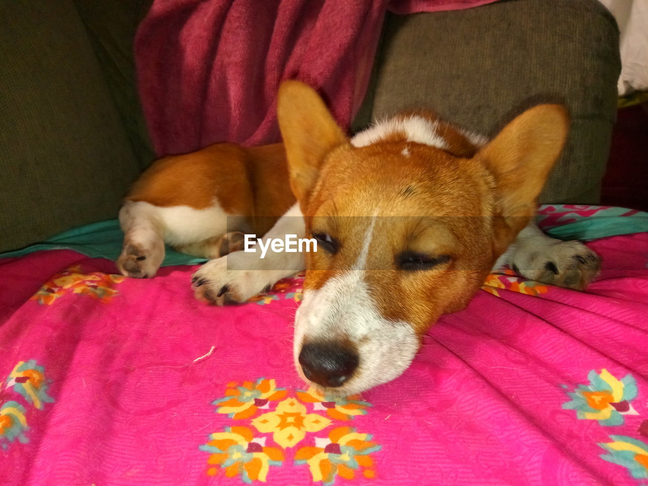 CLOSE-UP OF A DOG RESTING ON BED