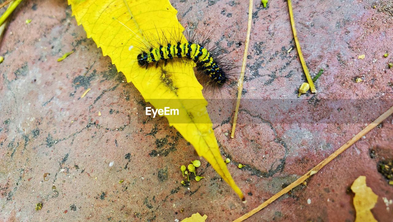 HIGH ANGLE VIEW OF CATERPILLAR ON LEAF