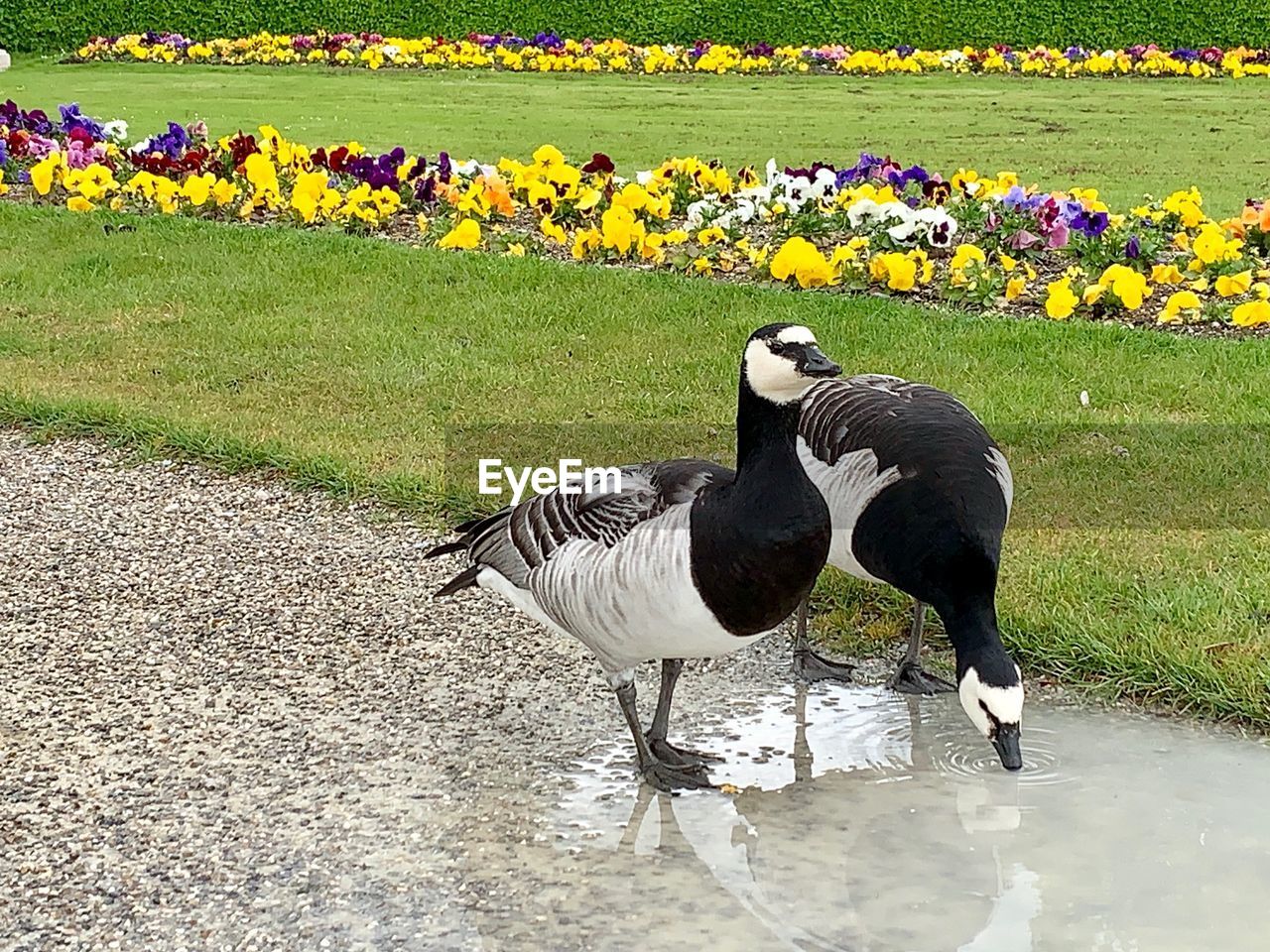 VIEW OF BIRDS ON FIELD