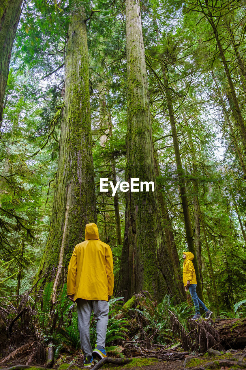 rear view of woman walking amidst trees in forest