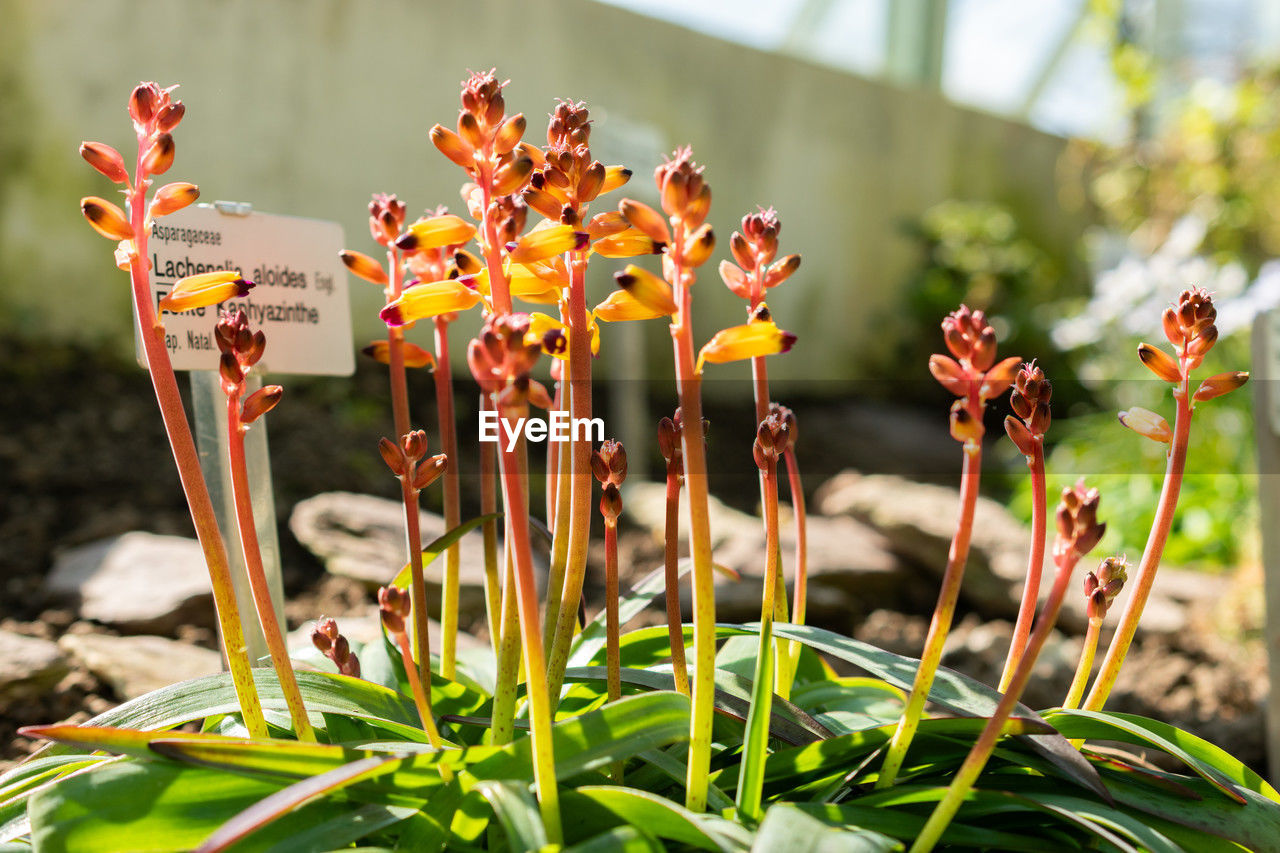 flower, plant, flowering plant, nature, beauty in nature, growth, freshness, no people, outdoors, focus on foreground, close-up, day, sunlight, wildflower, leaf, food, garden, yellow, plant part, land