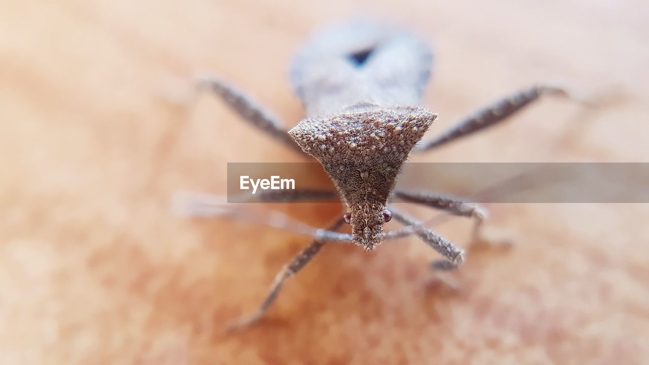 CLOSE-UP OF CATERPILLAR