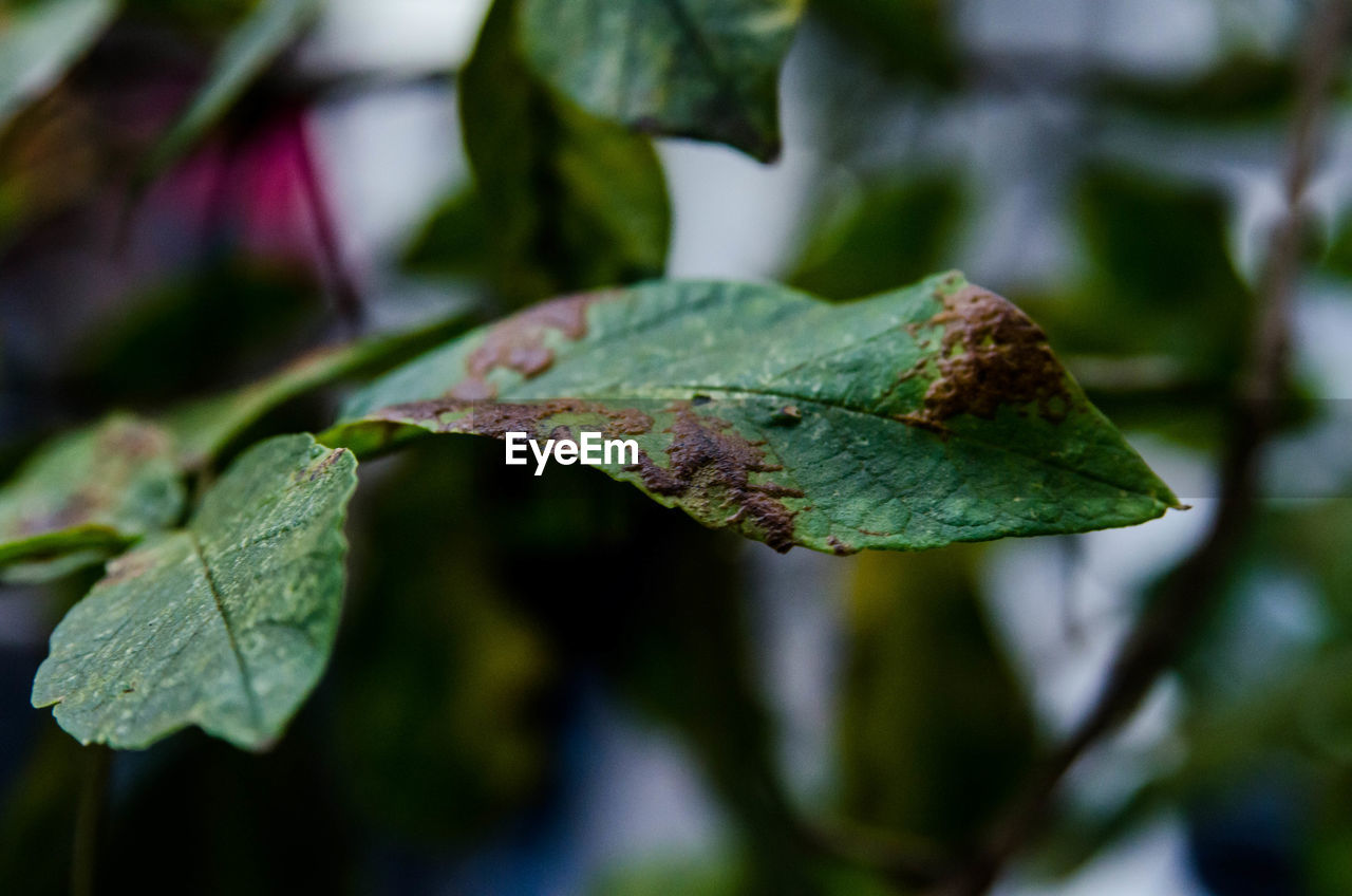 CLOSE-UP OF PLANT