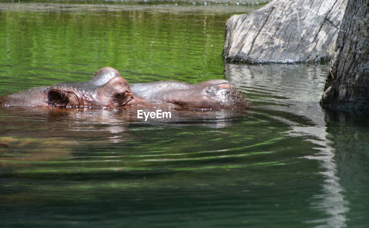 Close-up of hippopotamus swimming in water