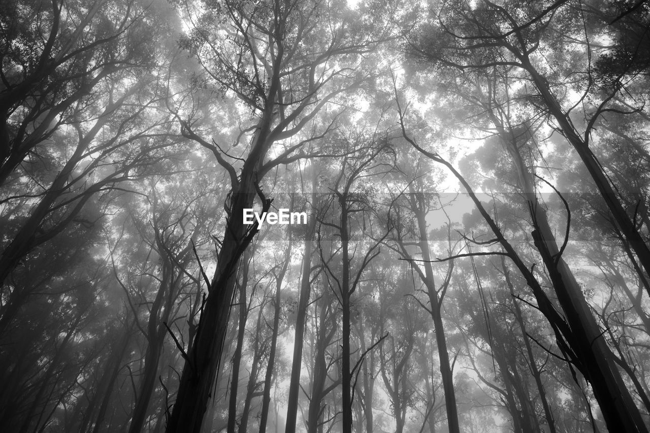 Low angle view of trees against the sky