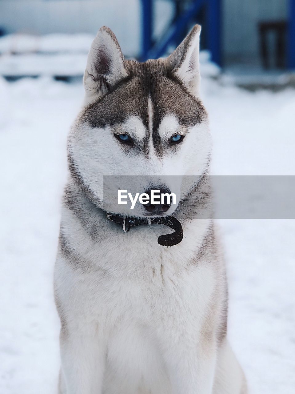 Close-up of a dog on snow