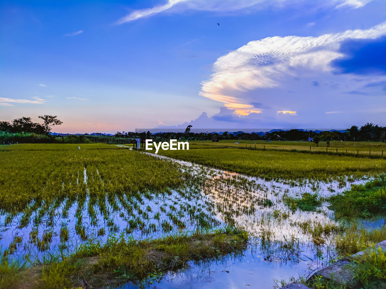 SCENIC VIEW OF AGRICULTURAL LANDSCAPE AGAINST SKY