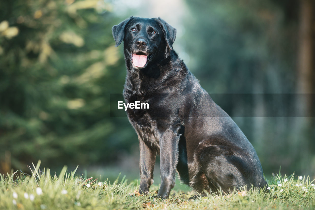 Sitting black labrador retriever dog portrait in the forest