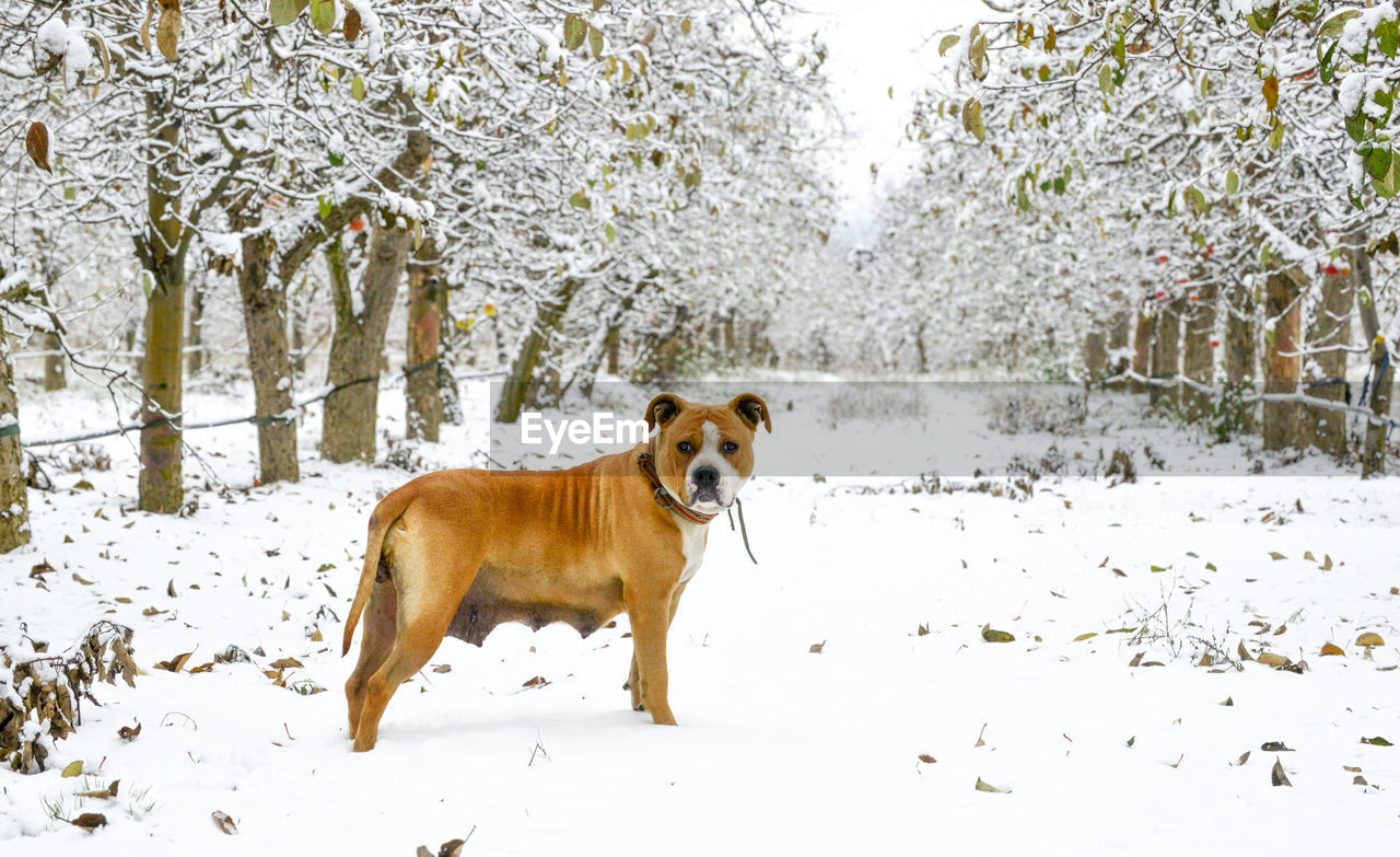 DOG STANDING IN SNOW ON LAND