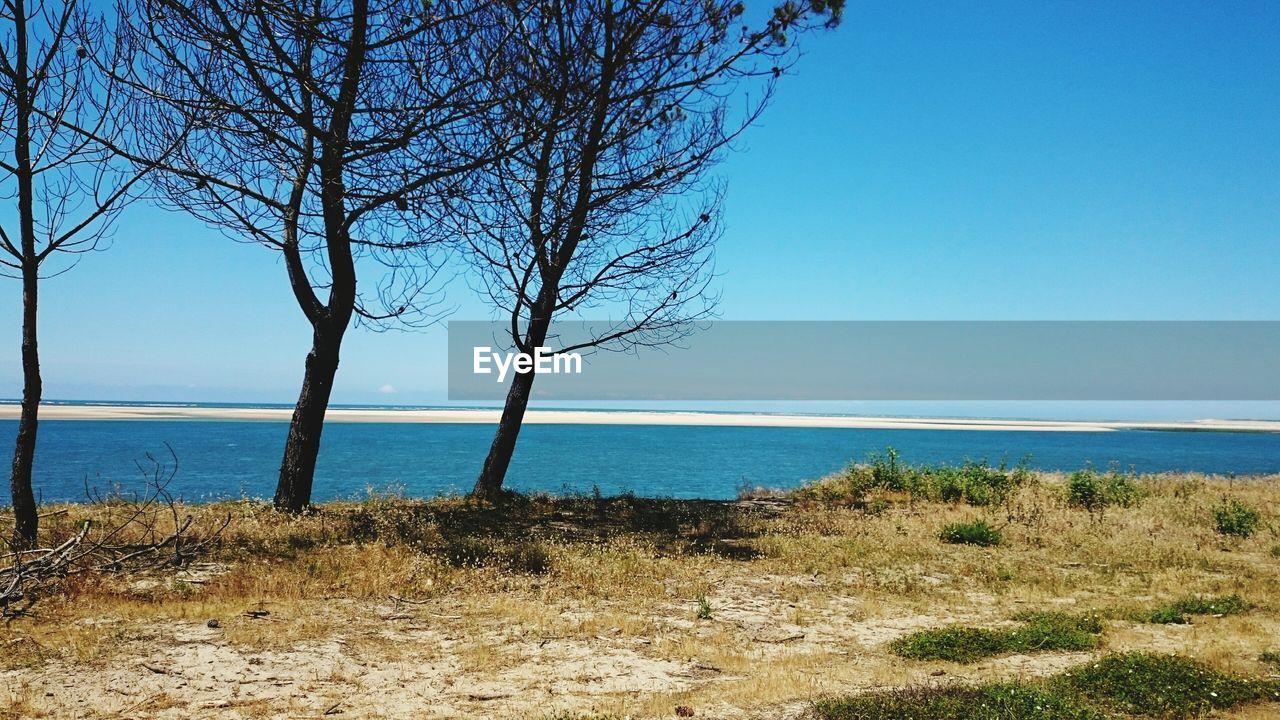 BARE TREE ON SEA AGAINST CLEAR BLUE SKY