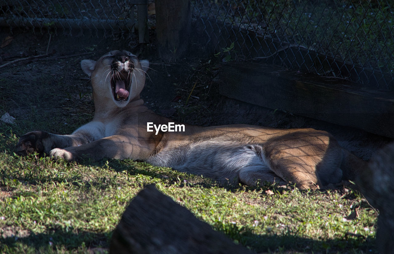 CAT LYING ON FIELD