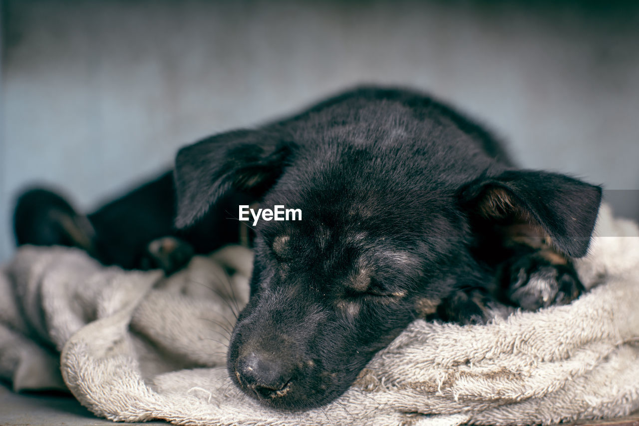 Close-up of dog sleeping on towel