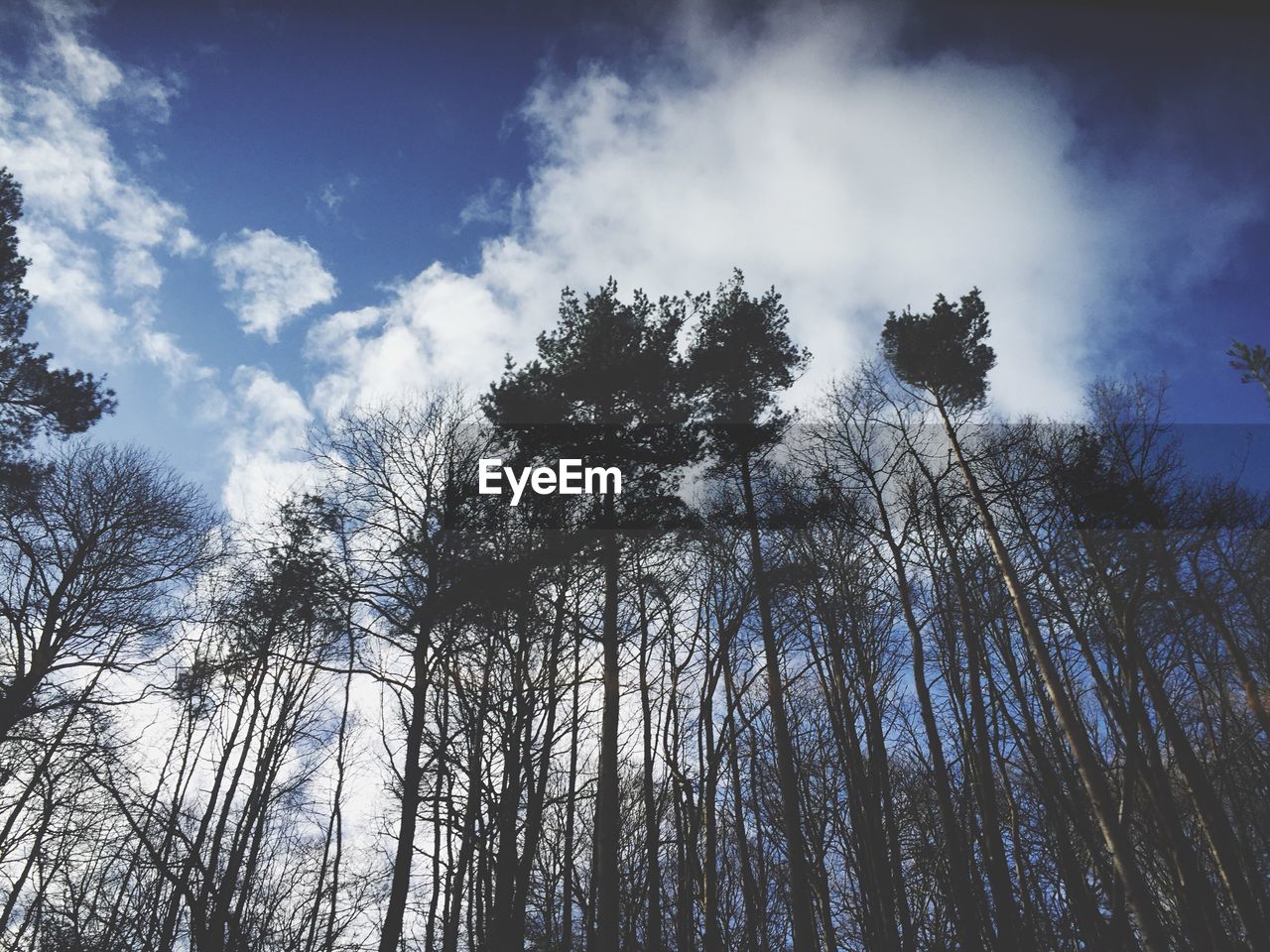 Low angle view of trees against sky