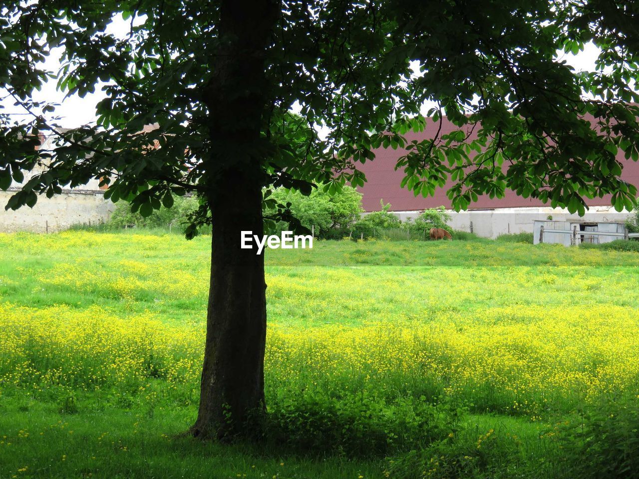 TREES ON GRASSY FIELD