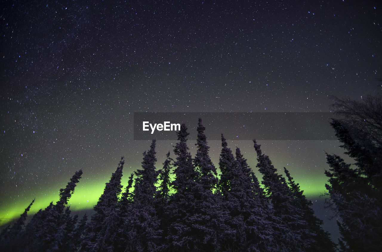 LOW ANGLE VIEW OF TREES AT NIGHT