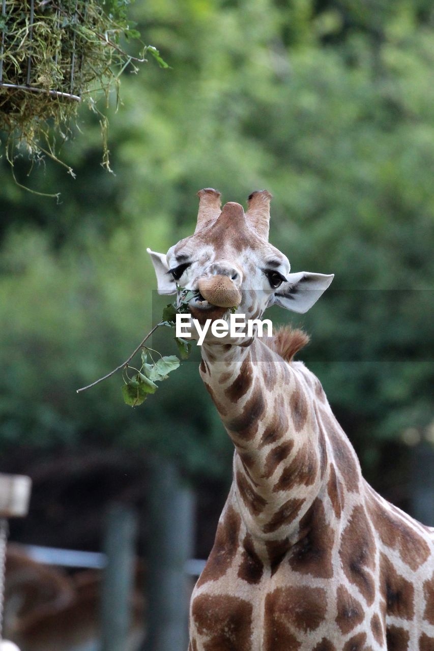 Giraffe eating plant in zoo