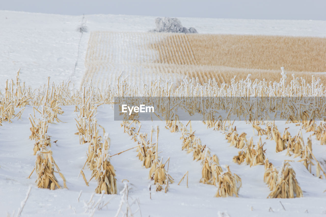 Corn field buried in snow.