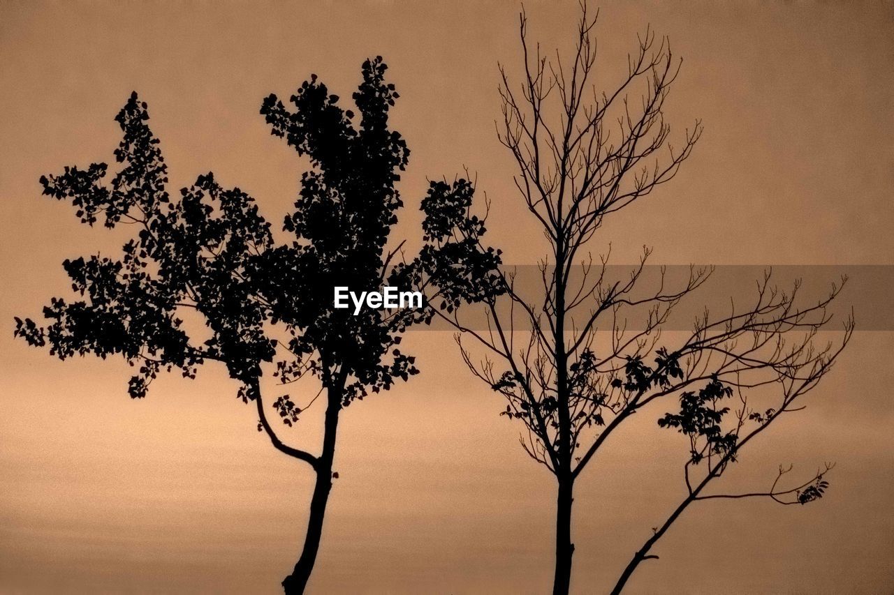 SILHOUETTE OF TREES AT SUNSET