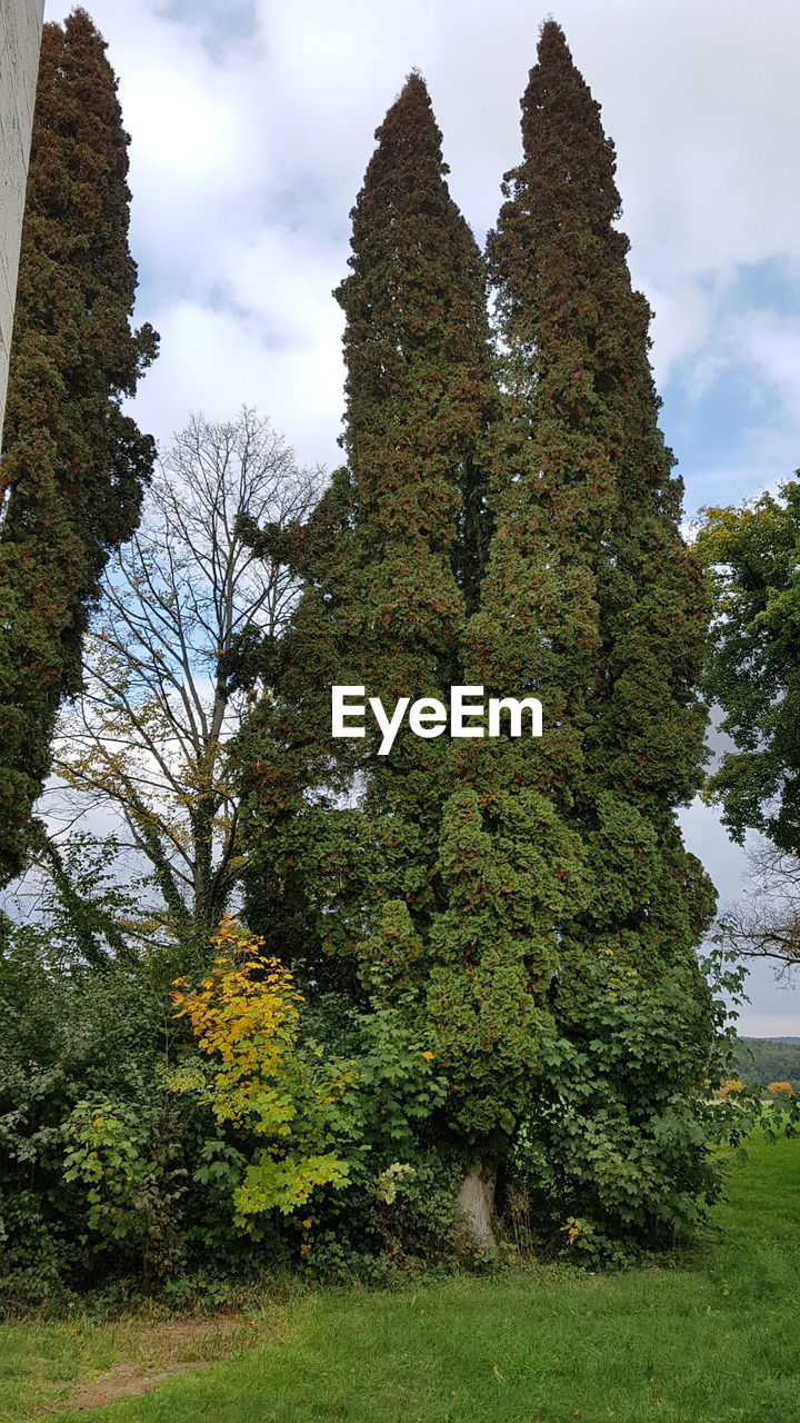 VIEW OF TREES AGAINST SKY