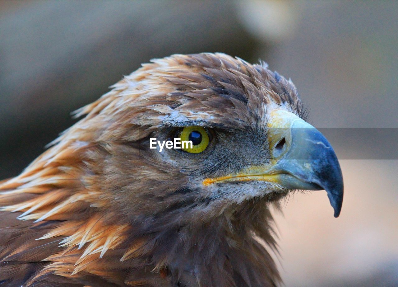 Close-up of golden eagle