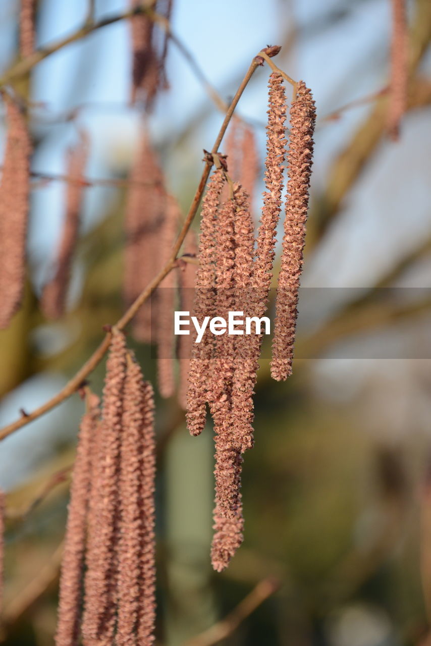 Close-up of leaves on branch