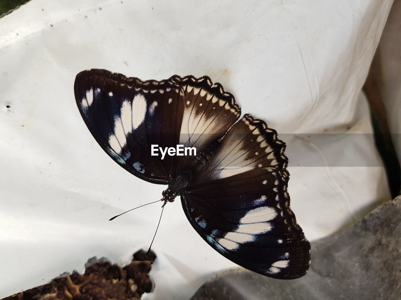 CLOSE-UP OF BUTTERFLY ON A WHITE BACKGROUND