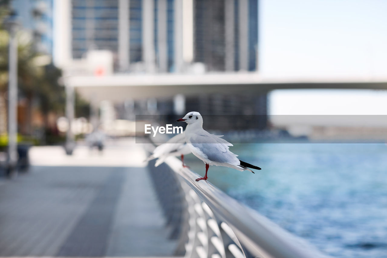 Seagulls sit on the parapet against the backdrop of the city landscape. 