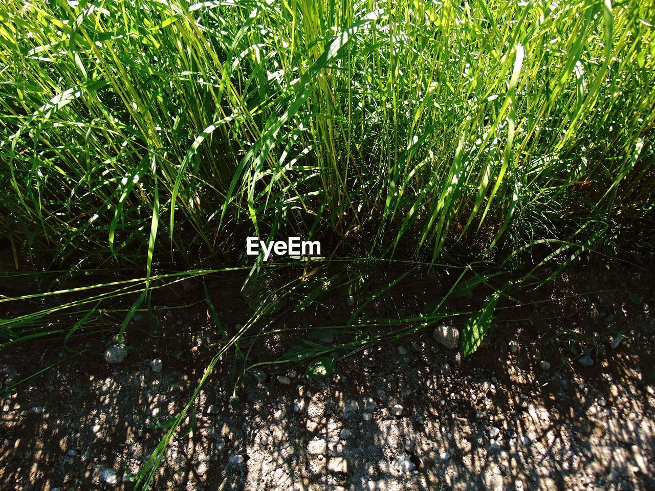 FULL FRAME SHOT OF WET PLANTS ON FIELD