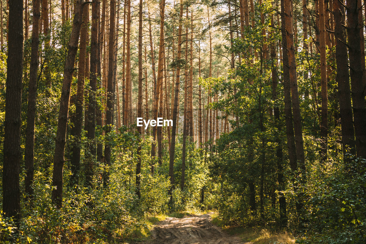 trees growing in forest