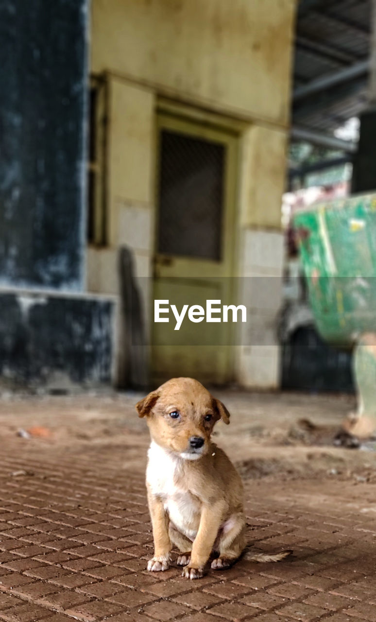 PORTRAIT OF PUPPY SITTING ON FLOOR