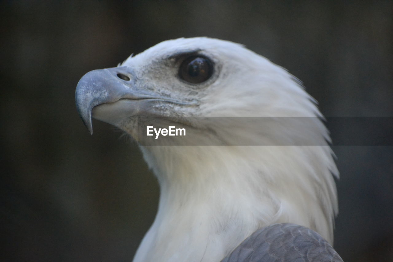 CLOSE-UP OF WHITE OWL