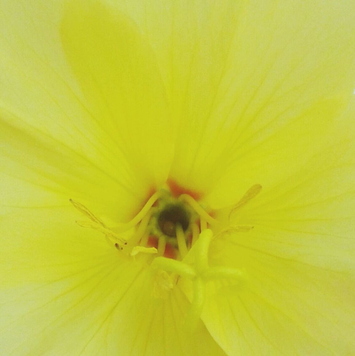 MACRO SHOT OF YELLOW FLOWER