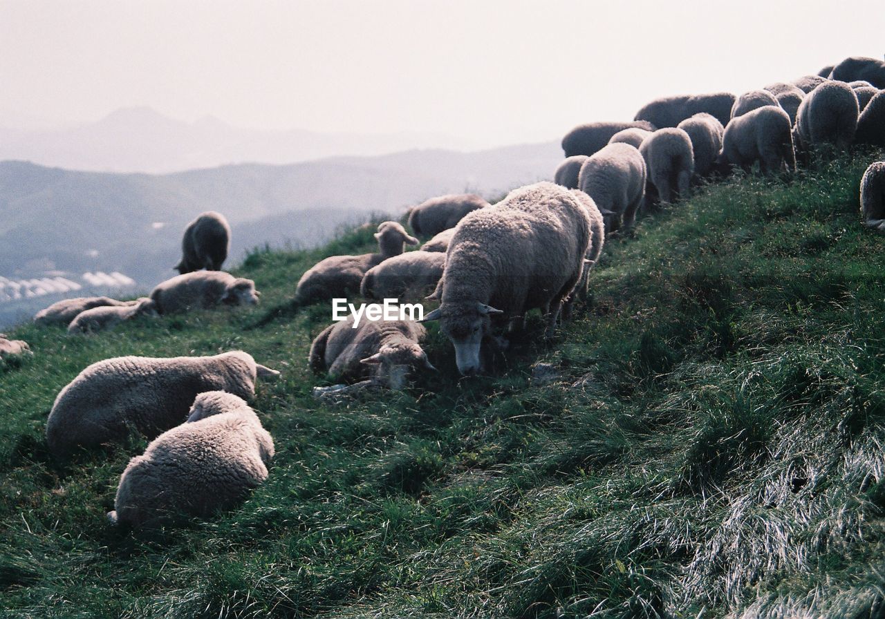 Flock of sheep grazing on grassy mountain against sky