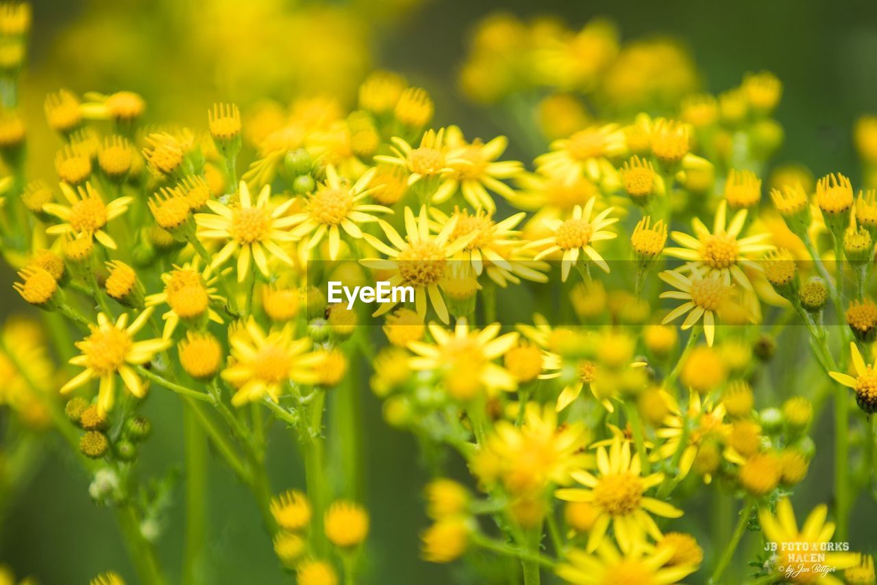 Close-up of yellow flowering plant