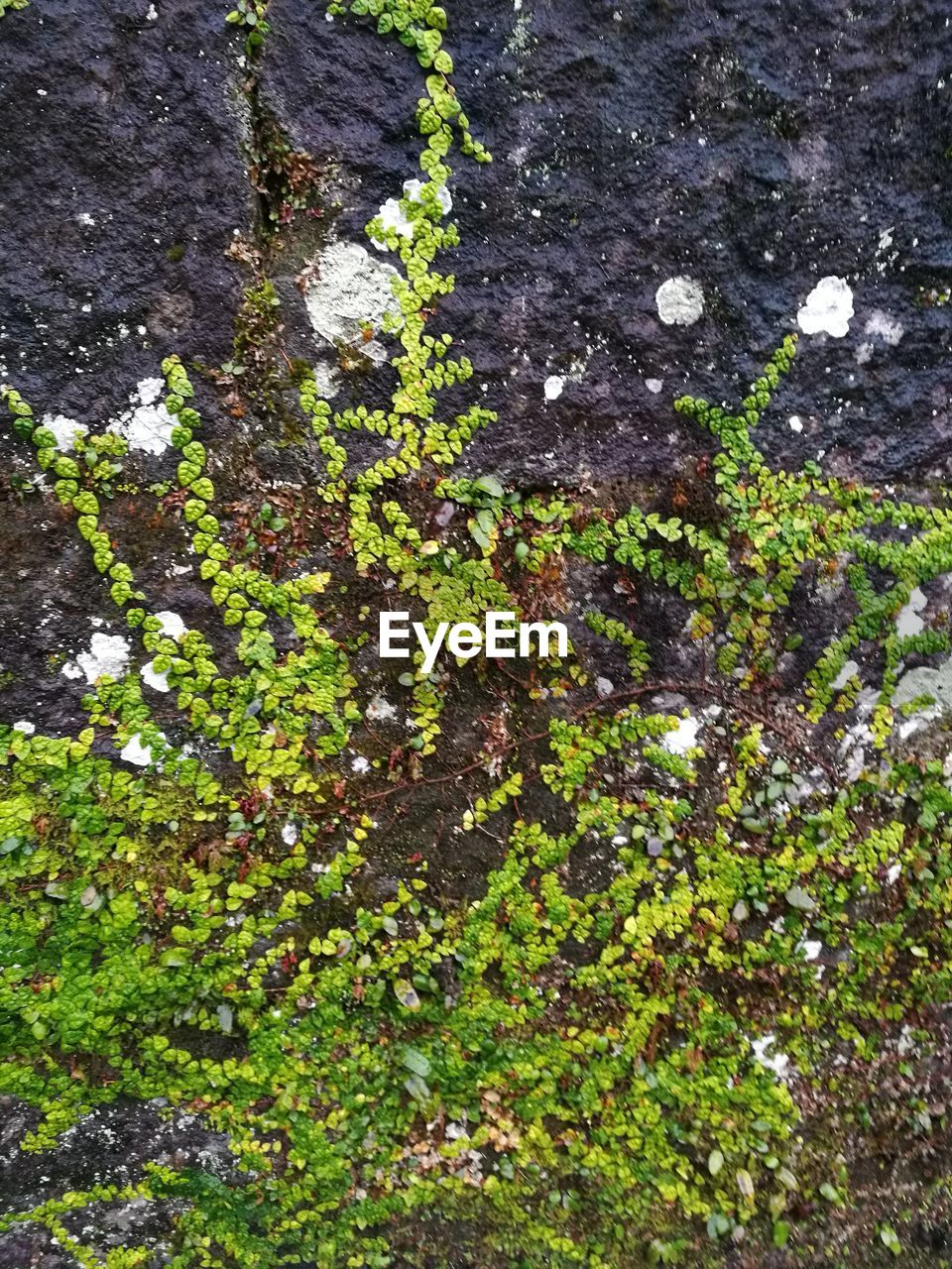 CLOSE-UP VIEW OF TREE